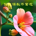 美股震荡反复，多空对决无声，缺口玄机待解。-微七七资讯